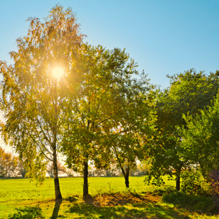 Gedenkbaum-Gruppe von  für Bernd Ditscher 