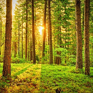 Gedenkwald von Katrin Mehl für Doreen Pape 